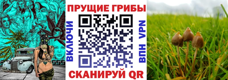 где найти наркотики  Ахтубинск  ОМГ ОМГ   Псилоцибиновые грибы ЛСД 