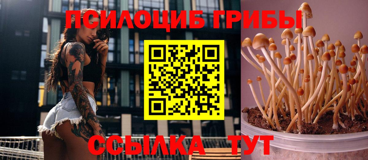 Псилоцибиновые грибы Psilocybine cubensis  Псилоцибиновые грибы MAGIC MUSHROOMS  Вход с VPN  Ахтубинск 